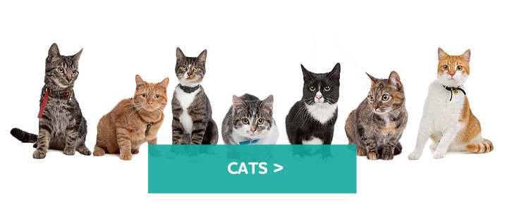 Cats-large
