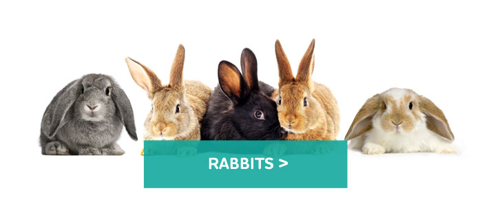 Rabbits-large