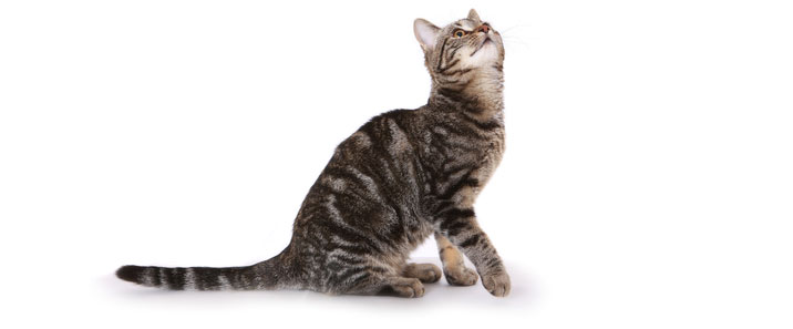 cats-03