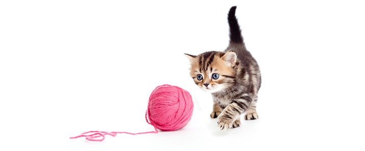 kitten-03