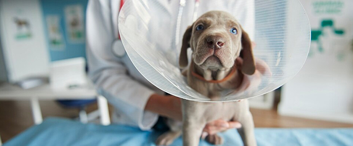 content-neutering
